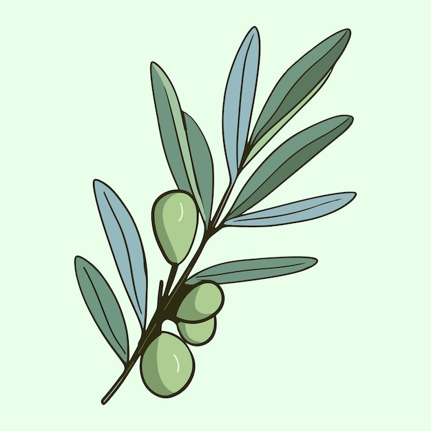 Premium Vector | Olive tree branch leaf vector art illustration