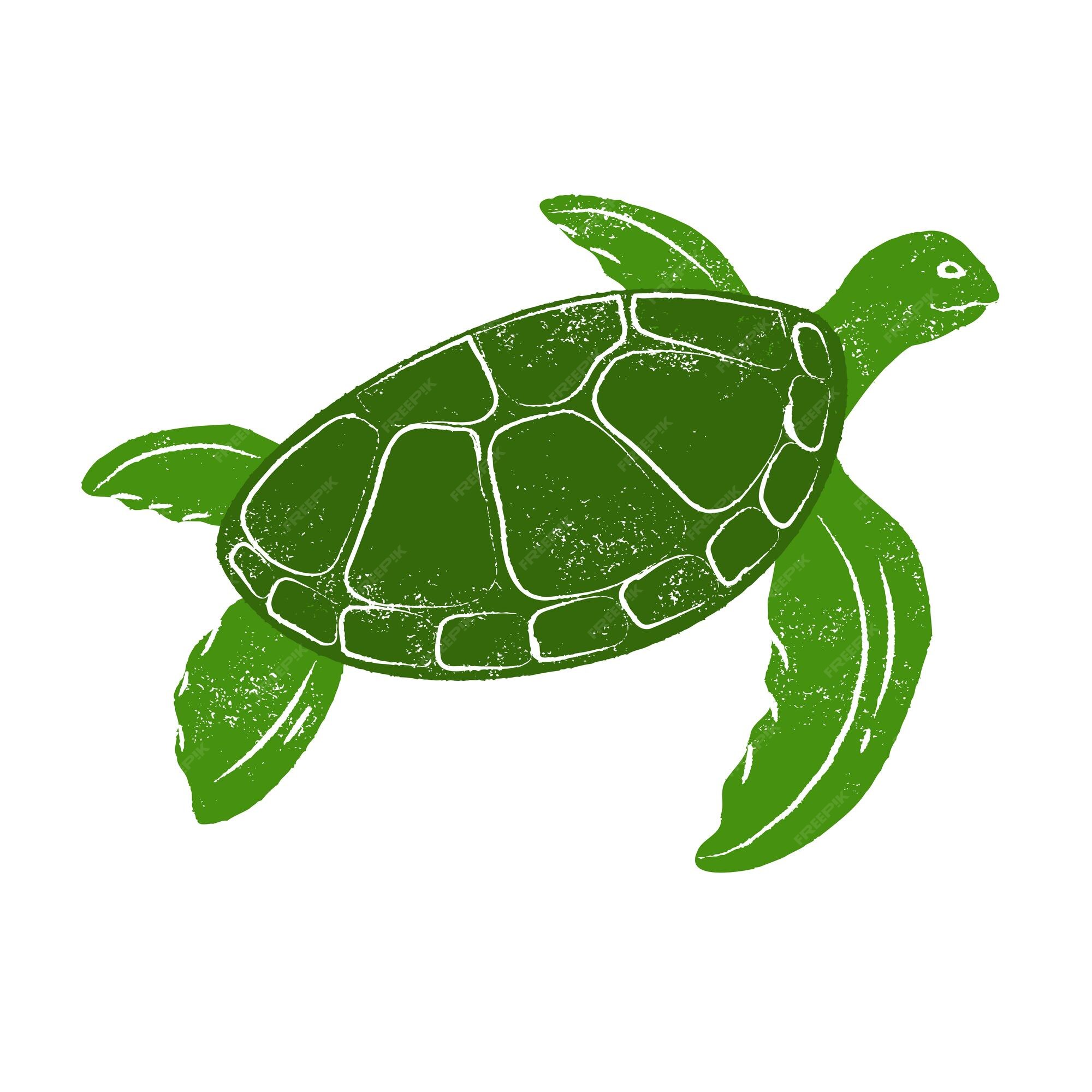 Premium Vector | Turle