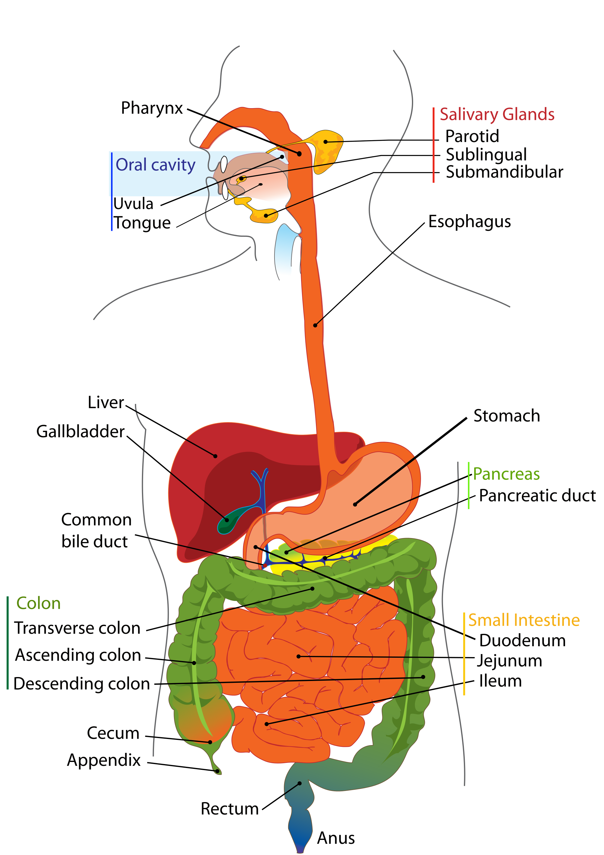 Digestive System