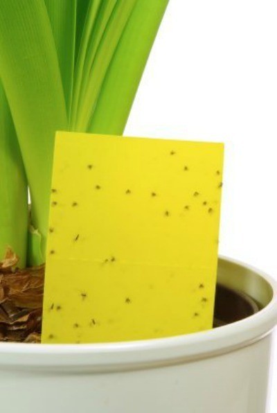 Solutions for Insect Pests on Houseplants ThriftyFun