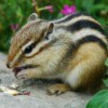 Chipmunk