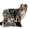 An Australian Shepherd with cross bred Border Collie puppies.