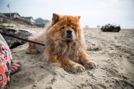 Chow Chow Breed Information and Photos | ThriftyFun