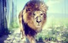 Lion Windows Theme simgesi