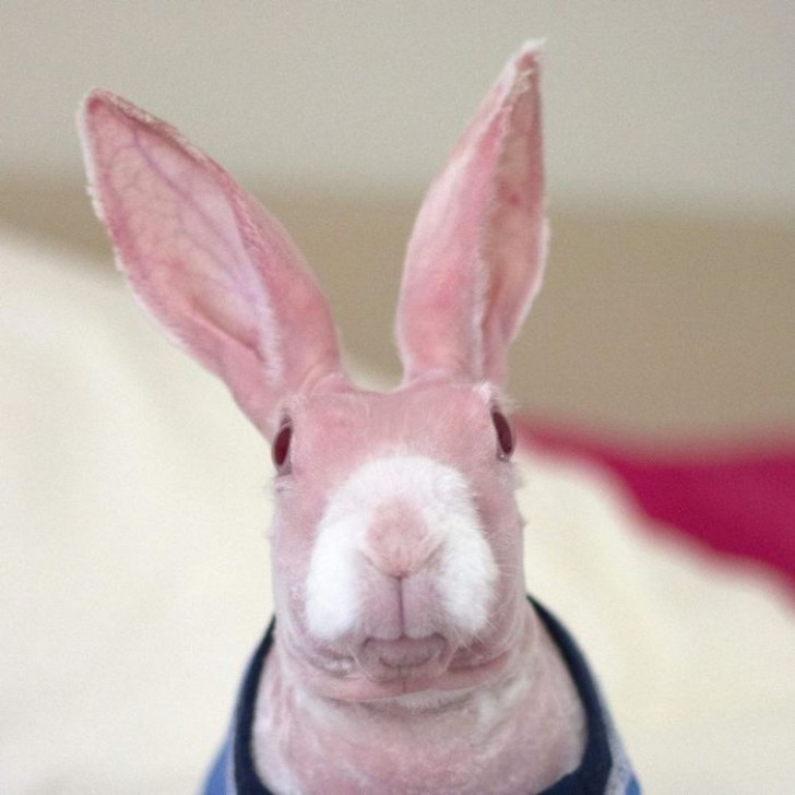 mrbigglesworthrabbit