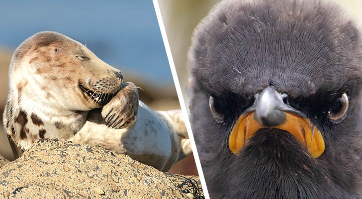 De meest hilarische kant van de natuur? Deze 15 foto's van de finalisten van de Comedy Wildlife Awards laten het ons zien