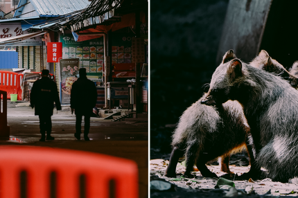 Corona-Ursprung: Security guards patrol outside the Huanan Seafood Wholesale Market where the coronavirus was detected in Wuhan on January 24, 2020 - The death toll in China's viral outbreak has risen to 25, with the number of confirmed cases also leaping to 830, the national health commission said. (Photo by Hector RETAMAL / AFP) (Photo by HECTOR RETAMAL/AFP via Getty Images) ------- LINKS ------- RECHTS ------ View of a group of raccoon dogs or Tanuki (Nyctereutes procyonoides) at the Chapultpec Zoo in Mexico City on August 06, 2015. A month ago nine raccoon dog pups were born. This species is native from Japan and China, and the parents of the cubs were donated by Japan. AFP PHOTO / ALFREDO ESTRELLA        (Photo credit should read ALFREDO ESTRELLA/AFP via Getty Images)