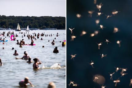 Zunahme von Infektionskrankheiten: Badegäste vergnügen sich im Strandbad Wannsee. Mückenschwarm Hamburg Groß Borstel, 26.02.2019 - Nematocera, Mücke,