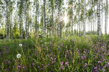 Zeckenschutz: Zecken lieben diesen Sommer