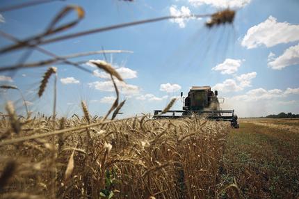 getreide-weizenpreis-hunger-ernte-getreideabkommen-bild