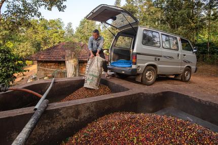 Kaffee-Ernte: SOMWARPET, INDIA - JANUARY 21: A man empties sacks of Arabica coffee (Coffea arabica) berries into a processing pit for the wet processing method at a coffee pulping yard on January 21, 2024 in Hosabeedu village, Kodagu (Coorg) district, in the southern state of Karnataka, India. Rising temperature and erratic weather patterns are forcing India’s coffee growers to change the way they farm, leading to reduced crop yields and concerns with quality, a reduction in area suitable for cultivation, increased vulnerability to pests and diseases, and frequent interactions with wildlife. These factors threaten India’s small landholding planters who account for 81% of the growers of coffee in the country, unless there are mitigation measures in place to ensure the sustainable production of the crop through improved crop, soil, and water management. (Photo by Abhishek Chinnappa/Getty Images)