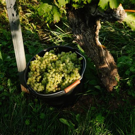 Norddeutscher Wein: Viele Enttäuschungen und ein paar Überraschungen