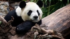 In einer Tongrube im deutschen Allgäu haben Forscher Reste eines Ur-Verwandten des heutigen Pandas entdeckt.  (Bild: AFP)