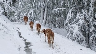 Der Schnee verkürzte die Saison. Der Großteil der Tiere ist bereits im Tal. (Bild: Elisa Aschbacher)