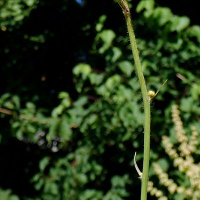 Sonchus palustris L., © Copyright Christophe Bornand