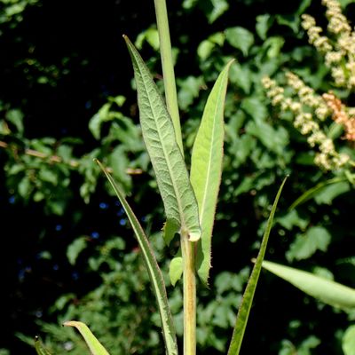 Sonchus palustris L., © Copyright Christophe Bornand