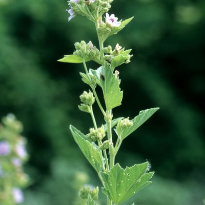 Althaea officinalis L., © Copyright Christophe Bornand