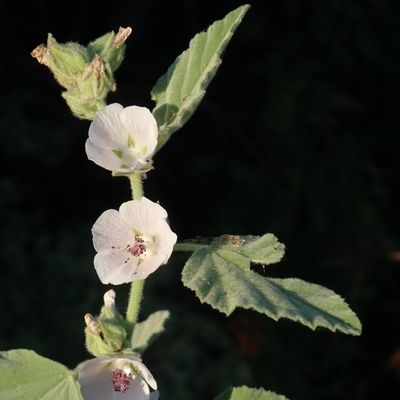 Althaea officinalis L., © Copyright Christophe Bornand