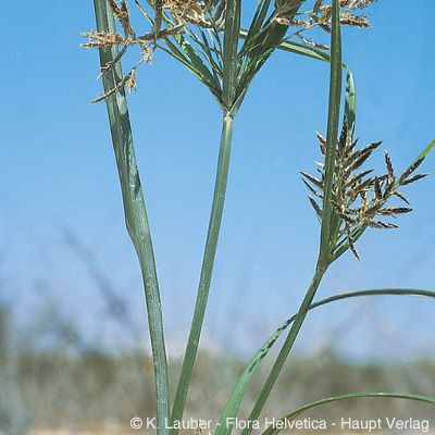 Cyperus rotundus L., © 2022, Konrad Lauber – Flora Helvetica – Haupt Verlag