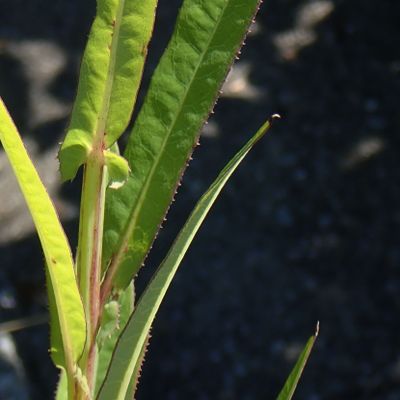 Sonchus palustris L., © Copyright Christophe Bornand