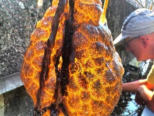 Nehirde bir anda ortaya çıktı! "Bunlar hızla yayılıyor"