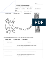 Nervous System Worksheet