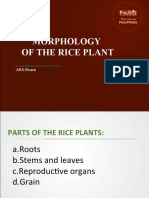 1 - Morphology of The Rice Plant