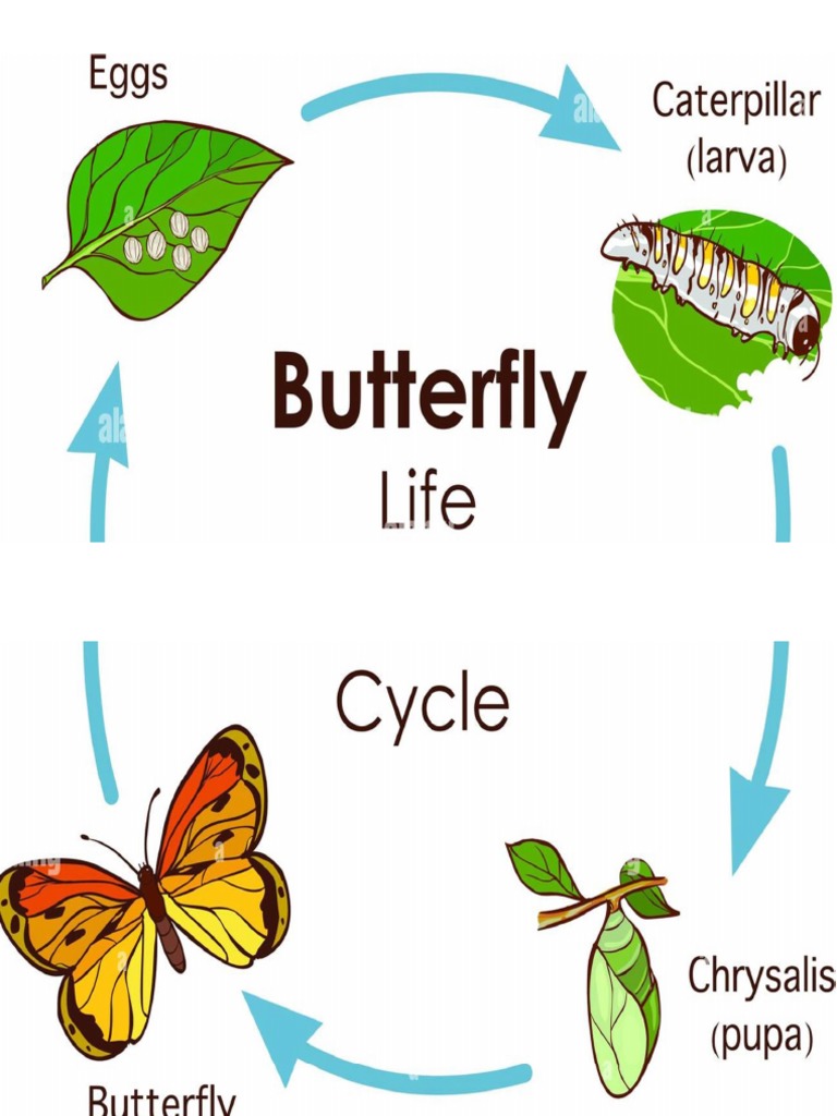 A3-Picture Chart | PDF