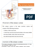 The Urinary System PPT Ed