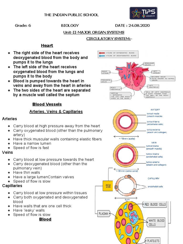 Notes-7-Unit-2-Circulatory & Nervous System | PDF | Human Body | Blood