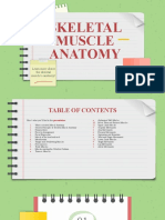 Skeletal Muscle Anatomy