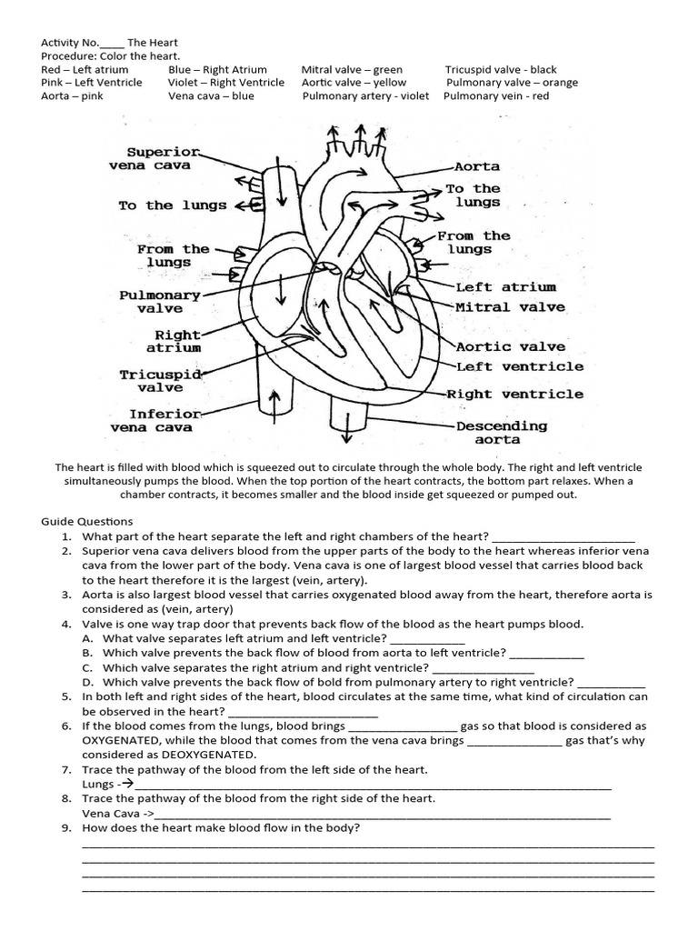 The Heart Activity | PDF