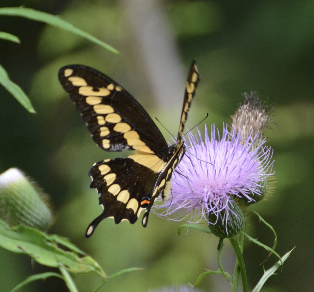 Eastern Giant Swallowtail from Homochitto National Forest, Roxie, MS ...