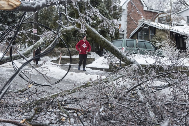 Ice_Storm_Damaged_Tree