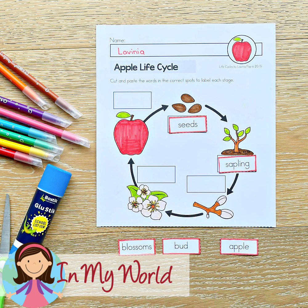 Apple Life Cycle