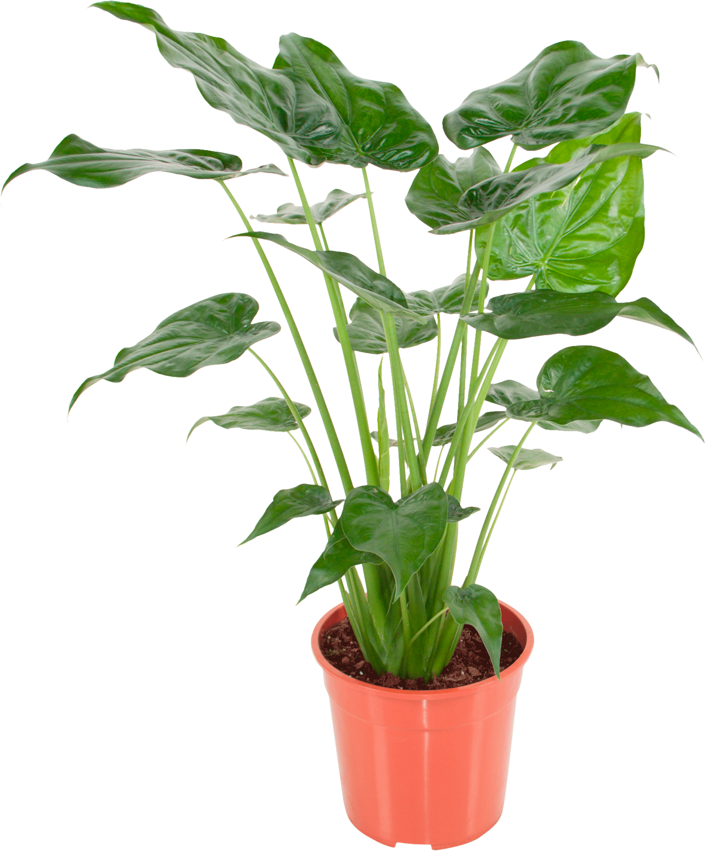 Alocasia Cucullata transparant vooraanzicht