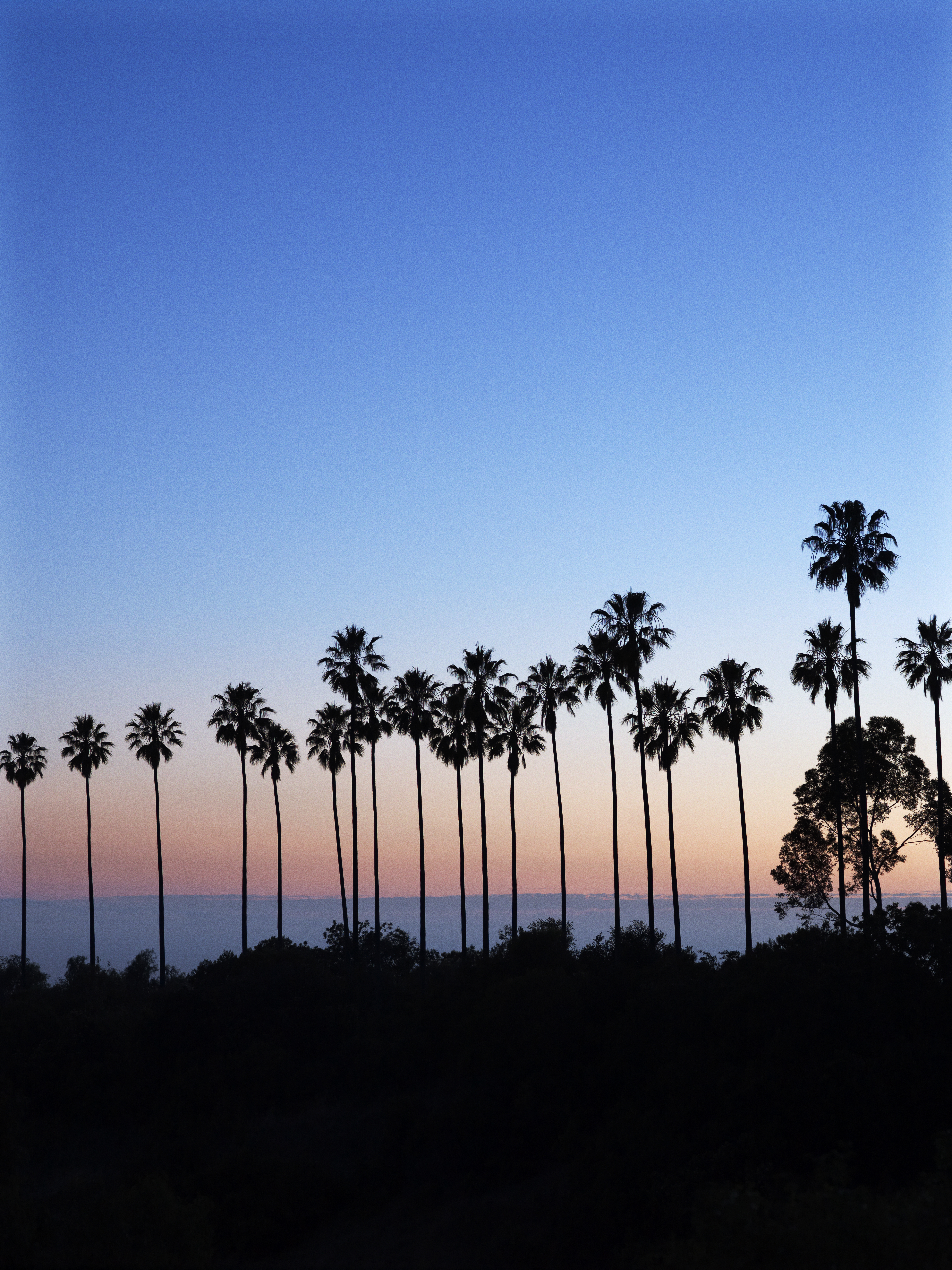 Palm trees photo