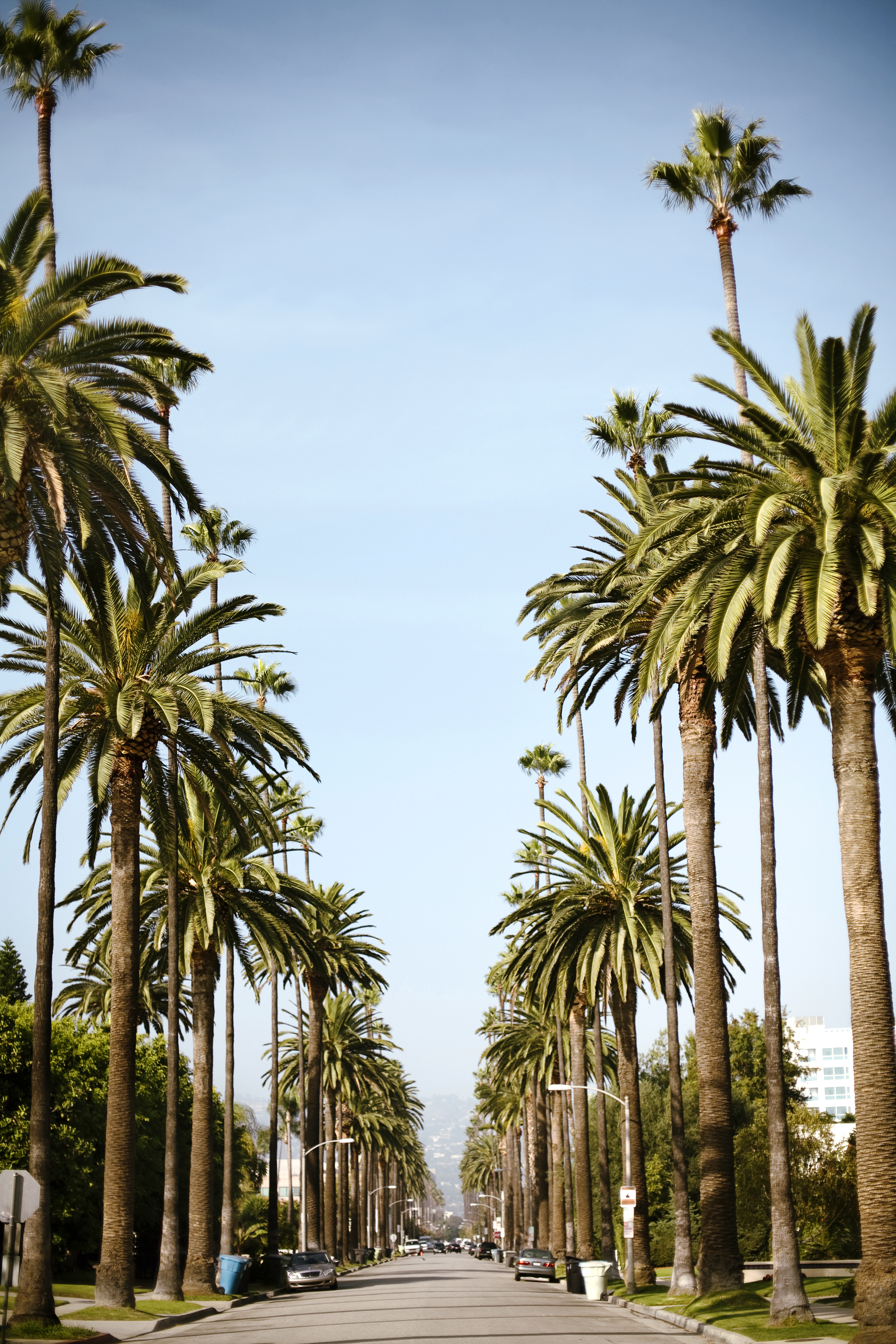 Palm trees photo