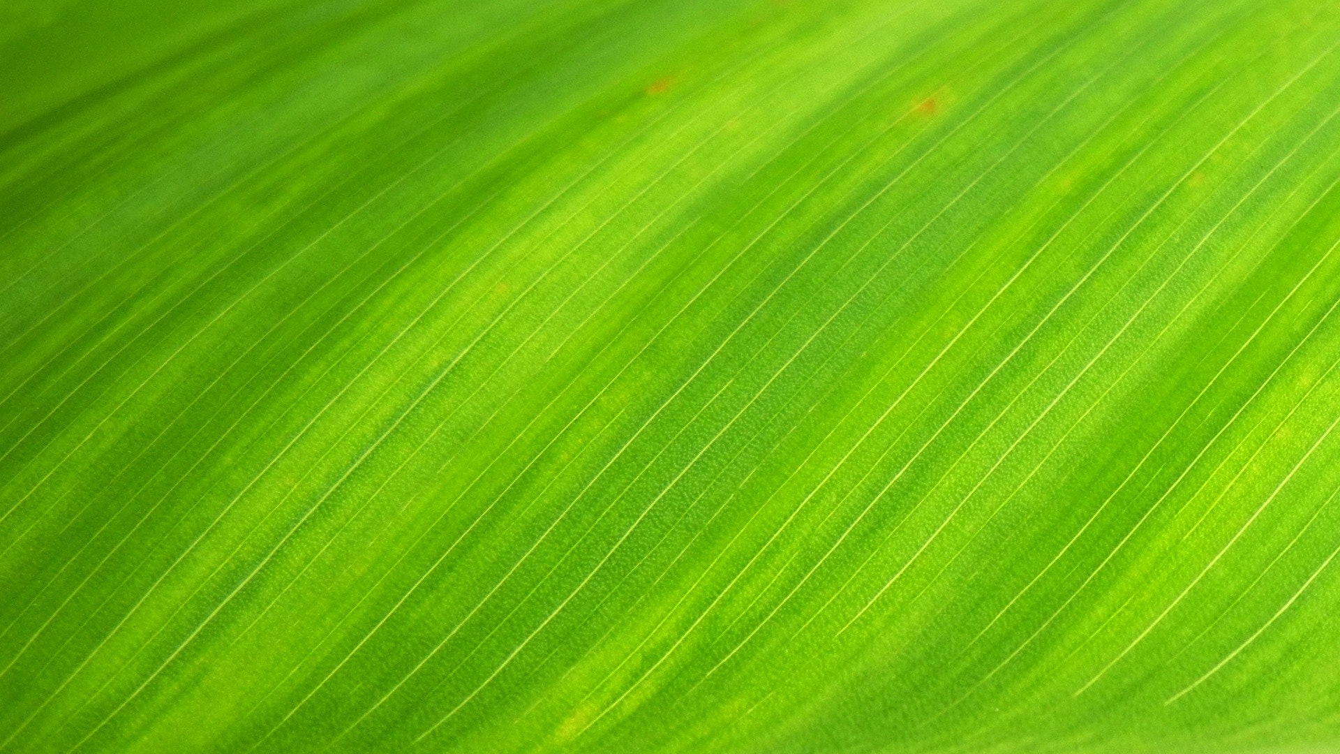 1000+ Great Green Photos · Pexels · Free Stock Photos