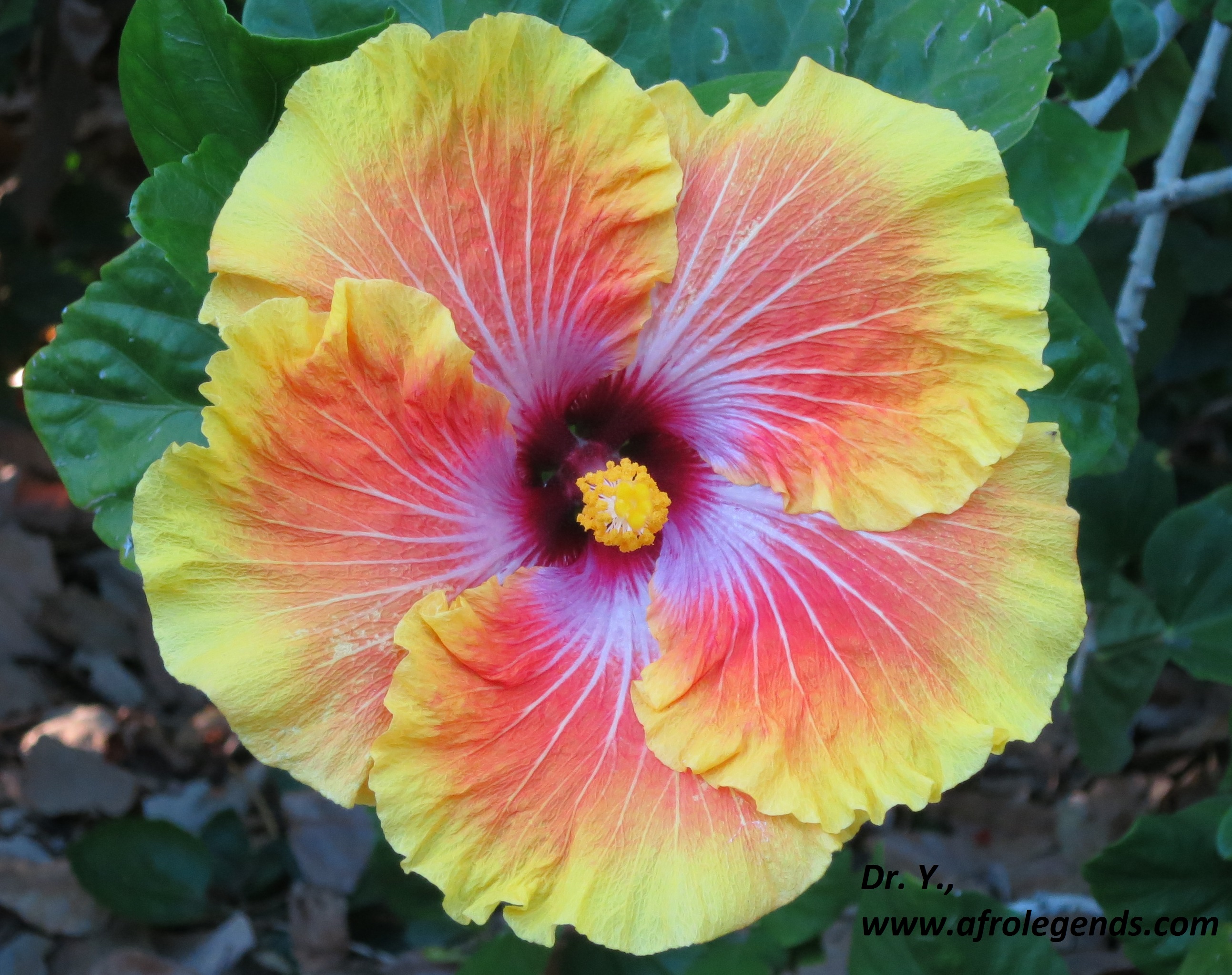 Hibiscus flower photo