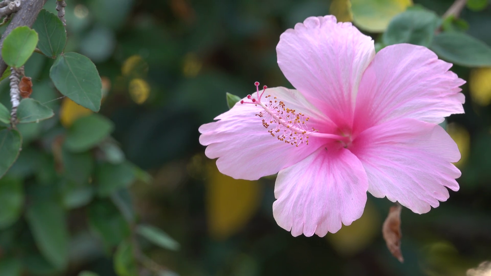 Hibiscus flower photo