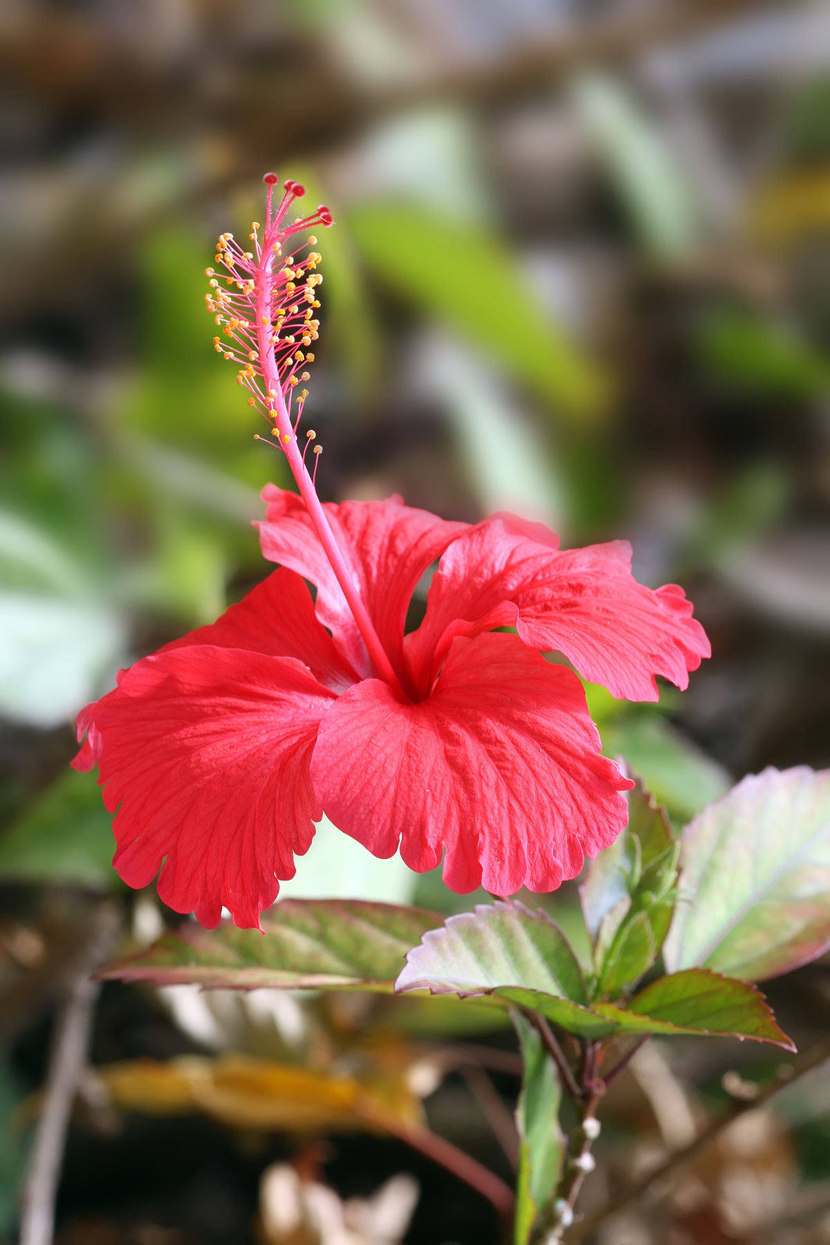 Hibiscus - Wikipedia