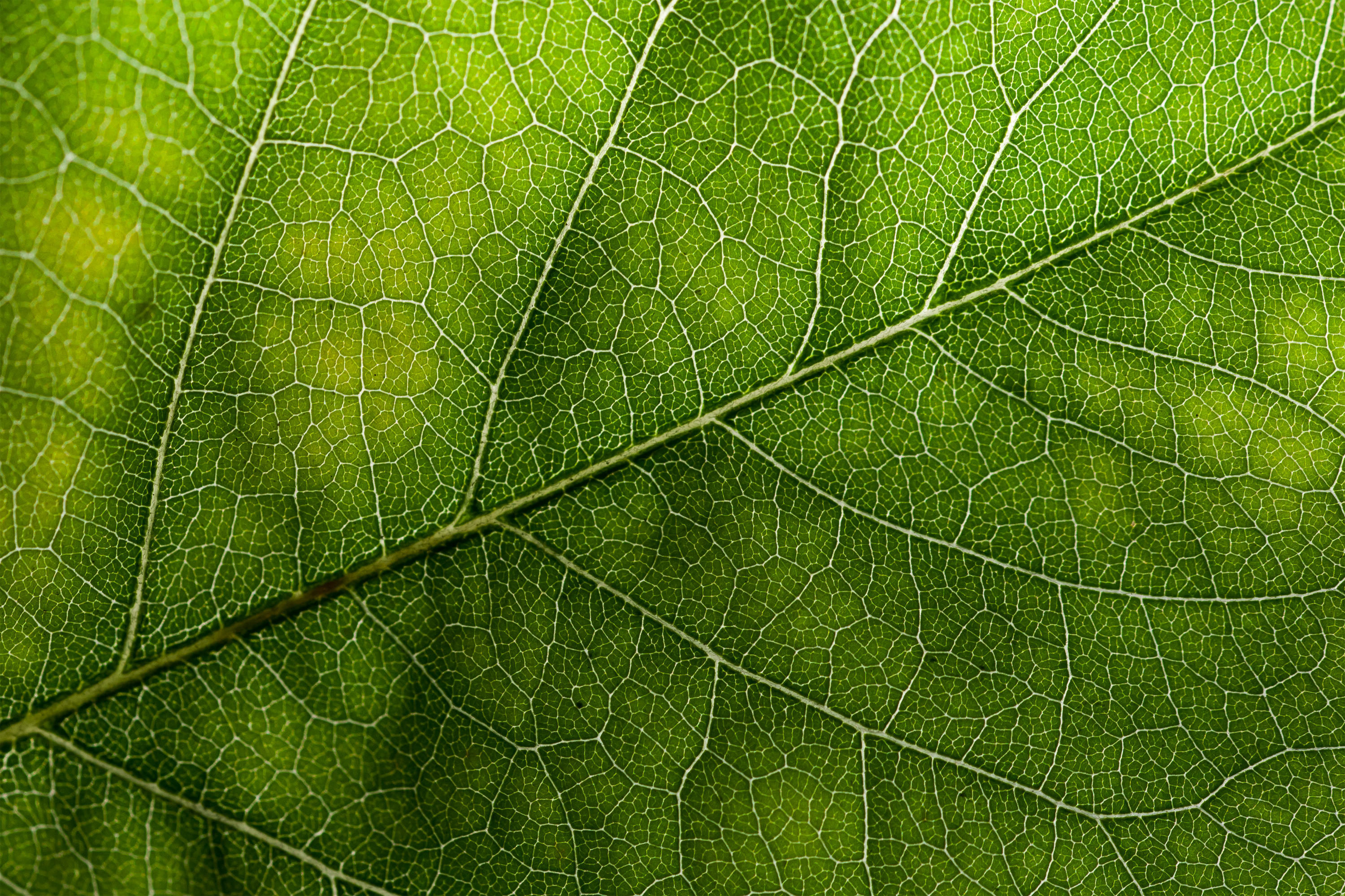 Leaf texture photo