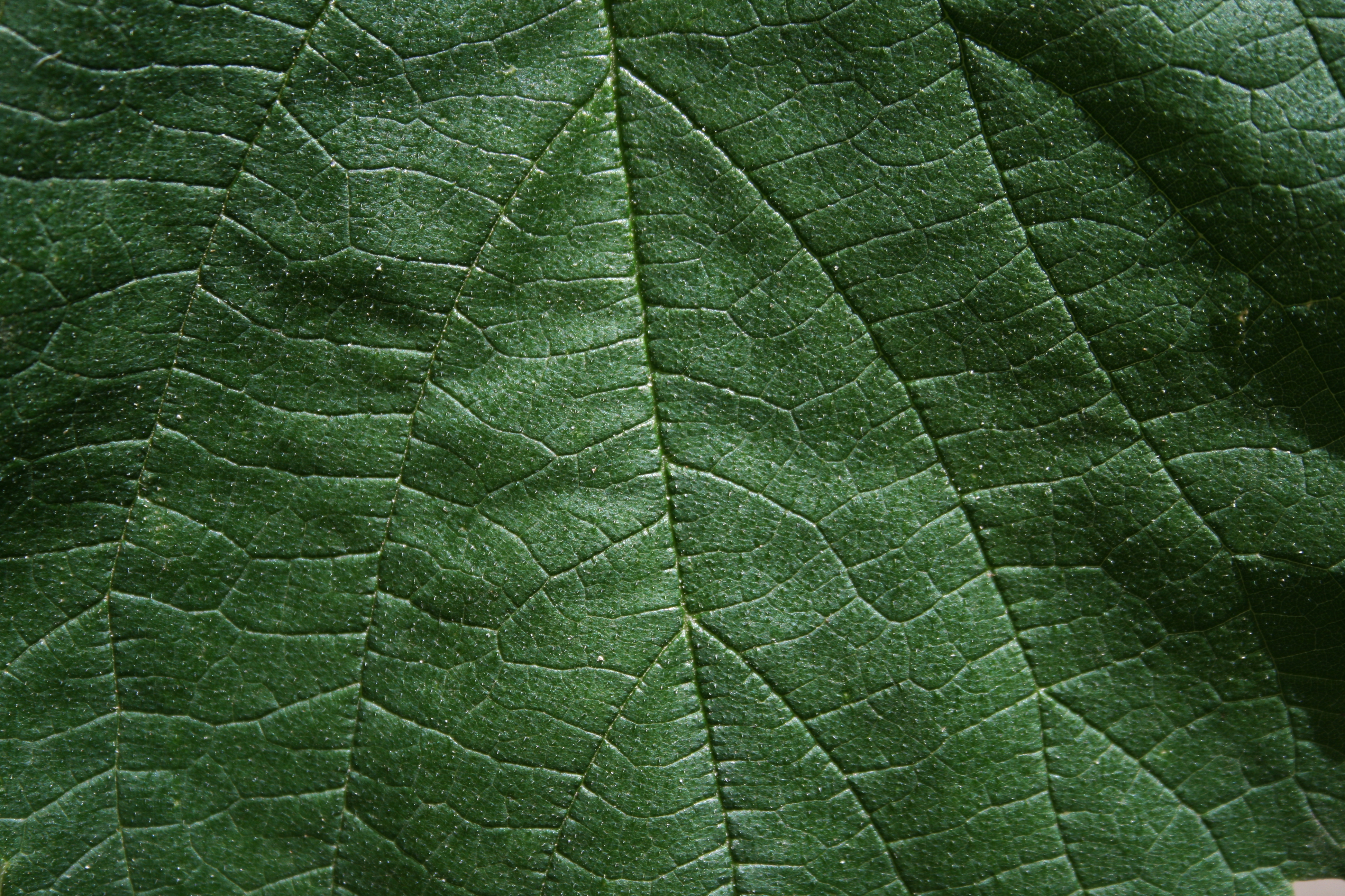 Leaf texture photo