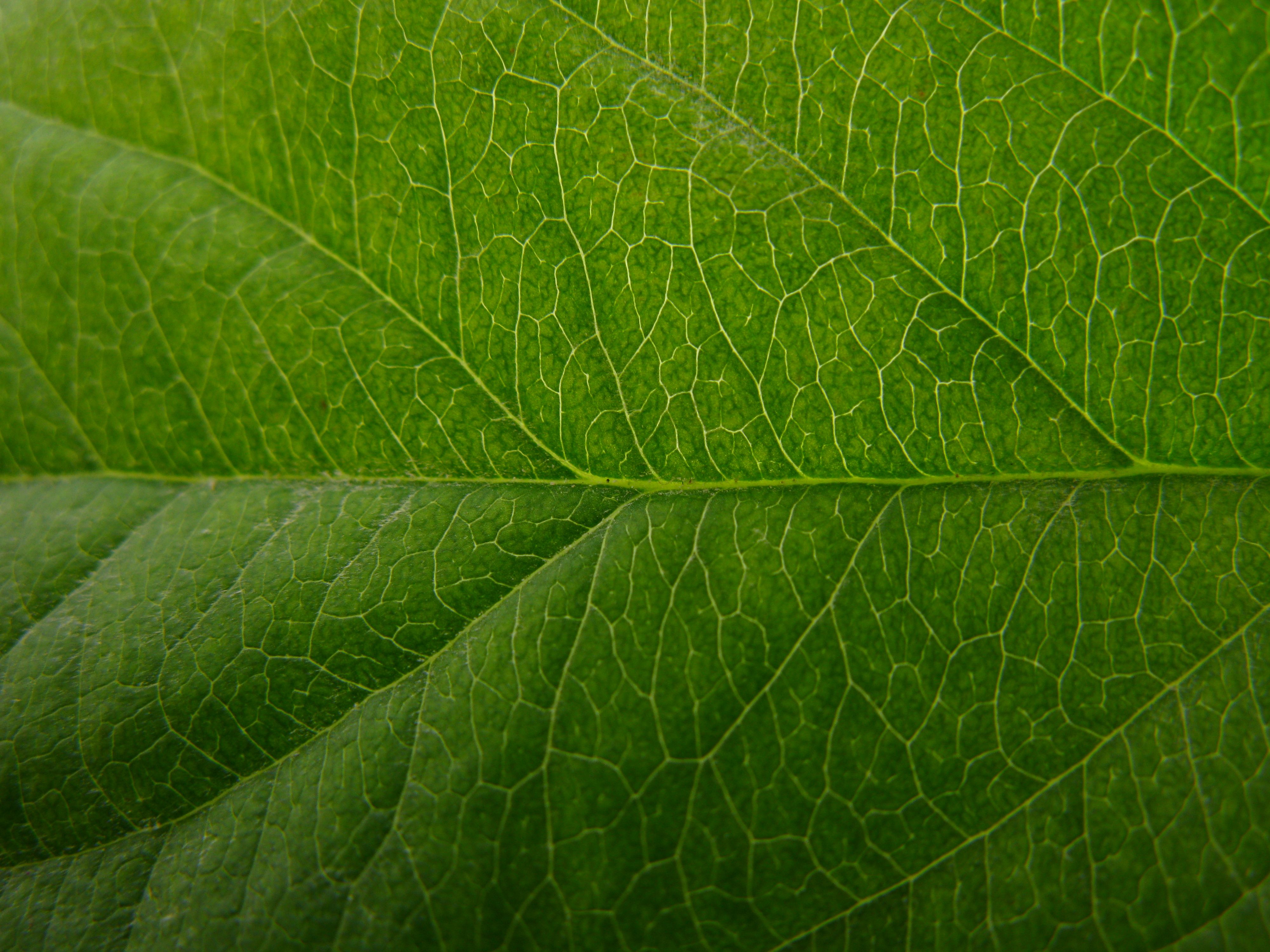 Leaf texture photo