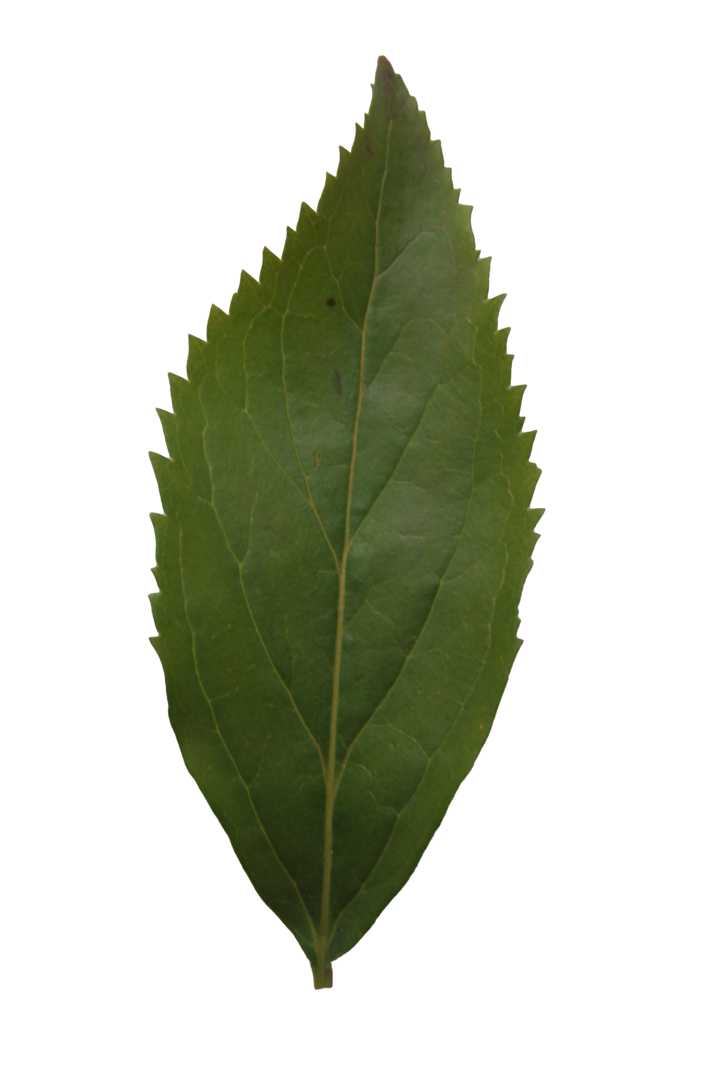 Ash leaf texture | Free Cut Out people, trees and leaves