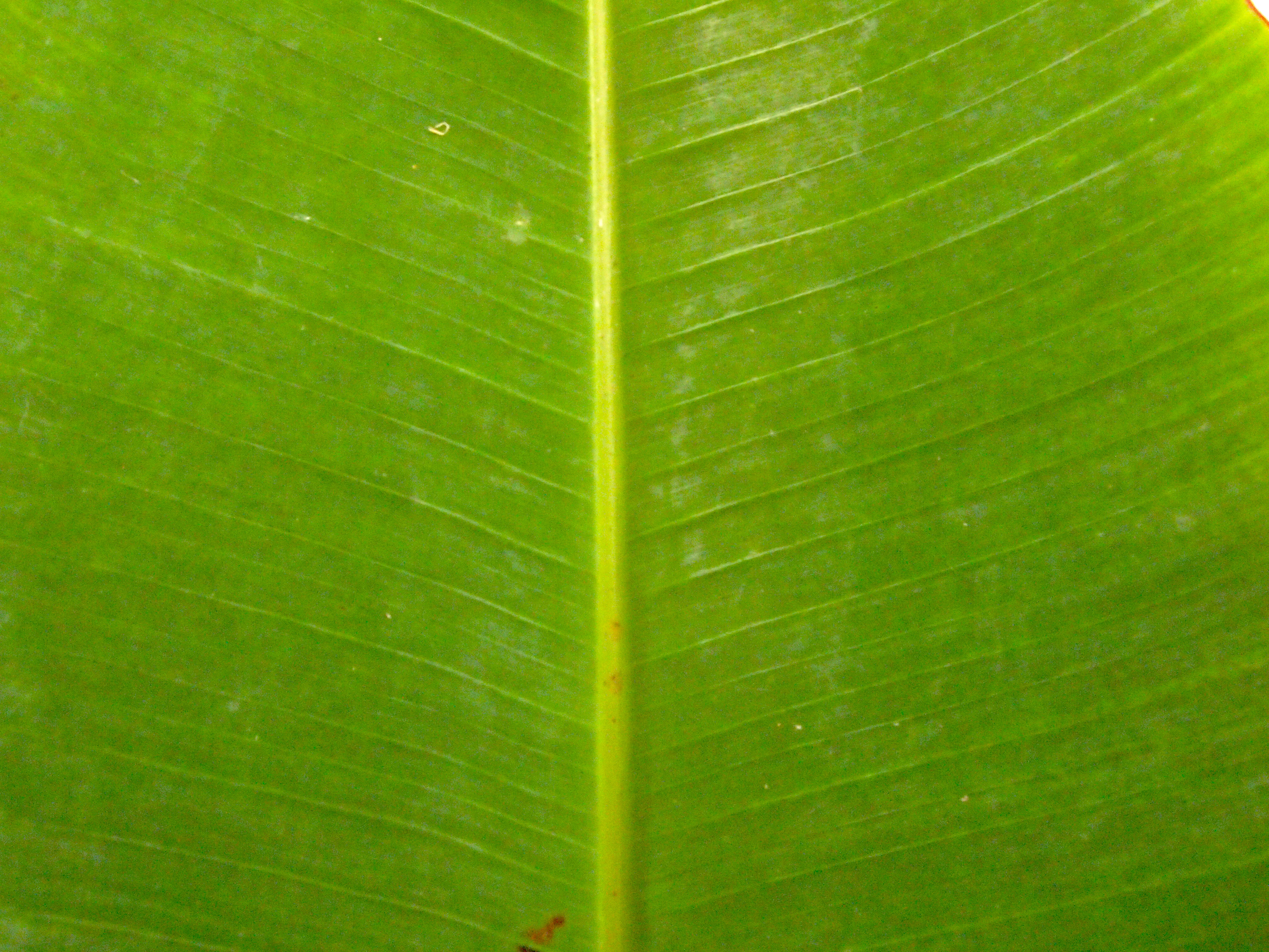 Banana Leaf Textures | 30day free texture challenge TextureTaddka ...