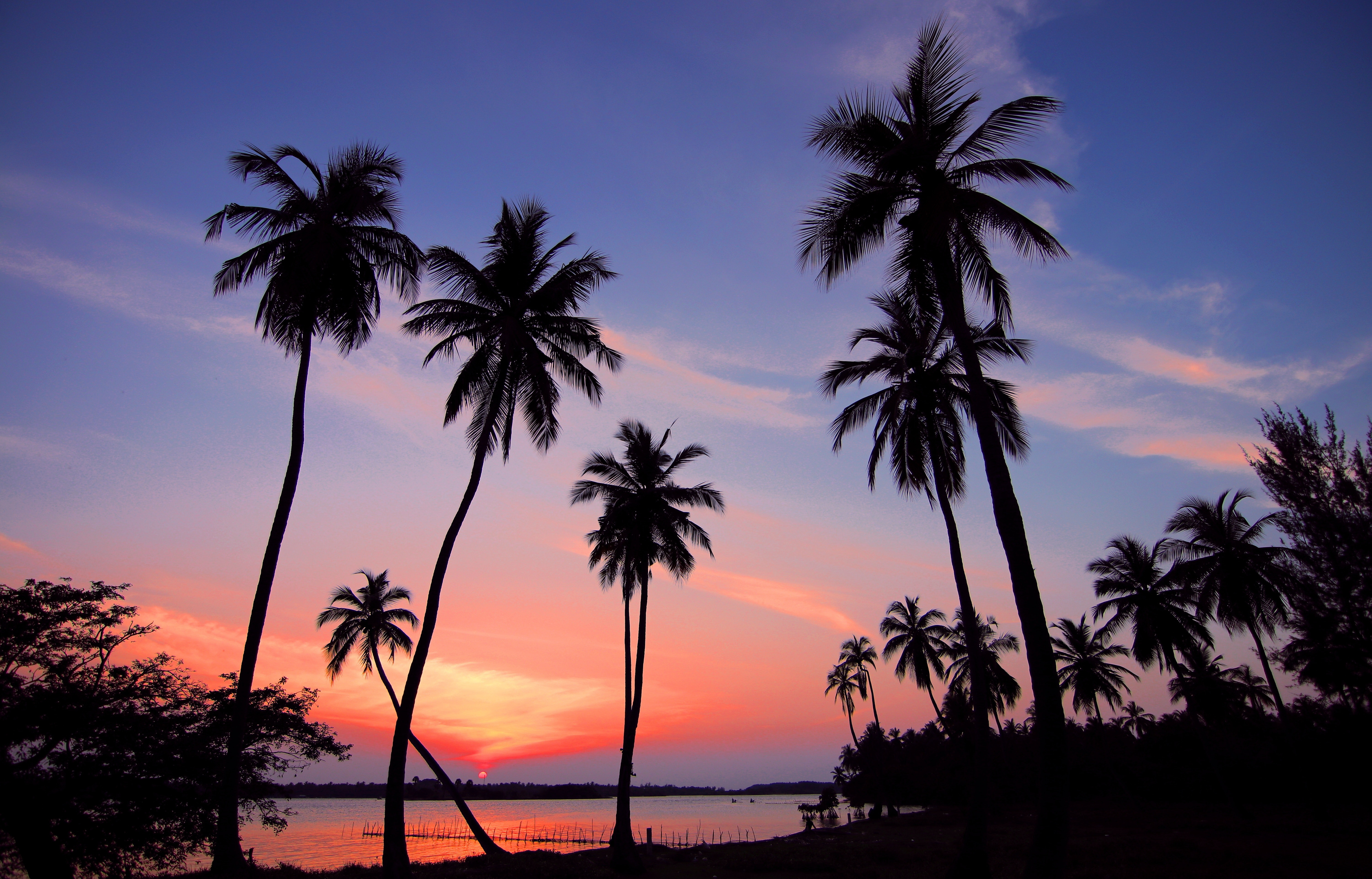 1000+ Amazing Palm Tree Photos