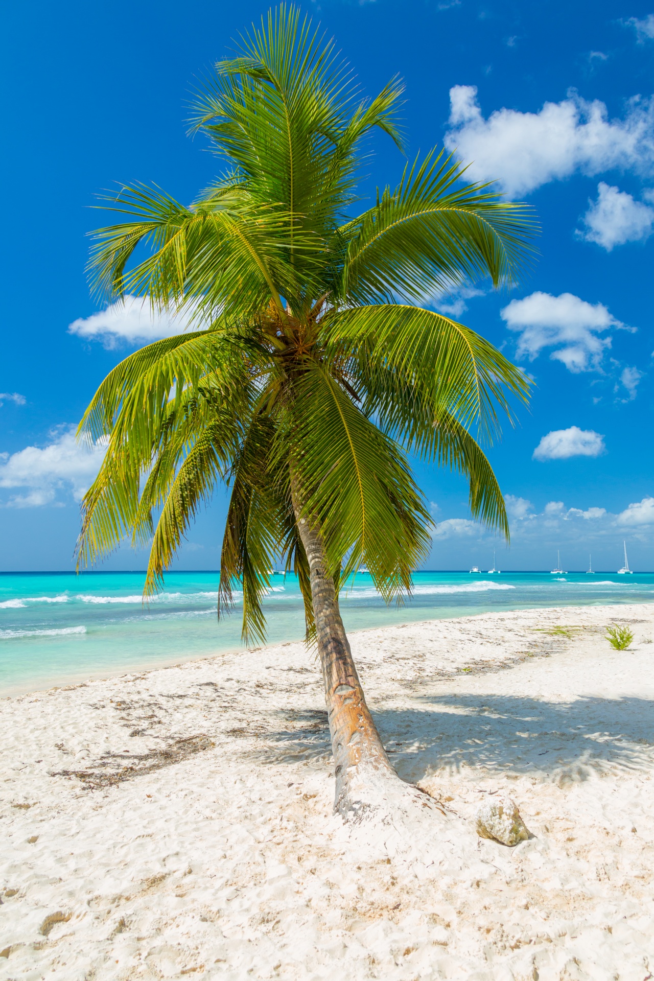 Tropical Palm Trees Free Stock Photo - Public Domain Pictures