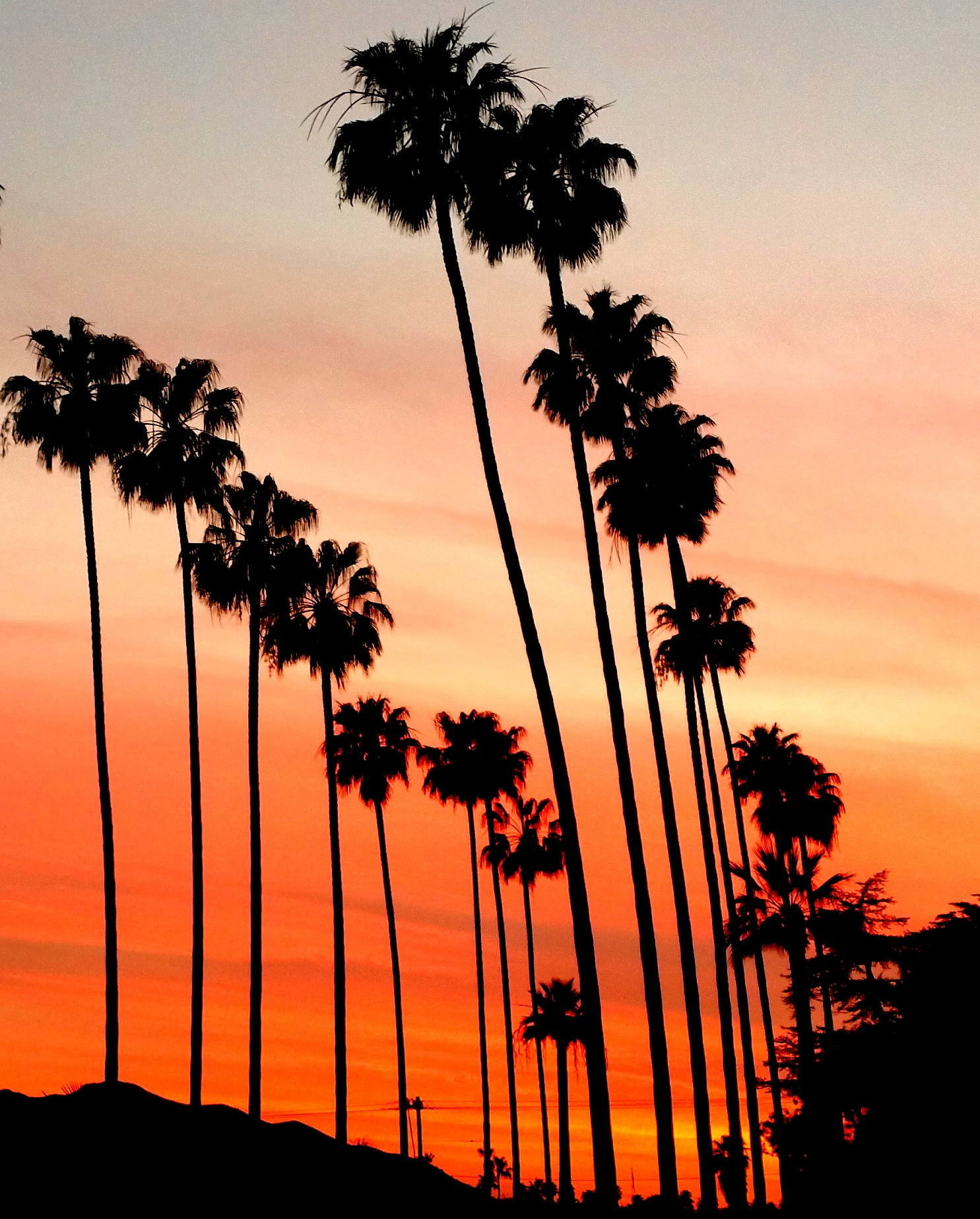 Palm Trees and Sunset Photography in LA California. Los